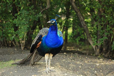 Peacock in a Park Photograph by Robert Hamm - Fine Art America