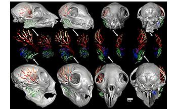 Multimedia Gallery - Chewing muscles of an aye-aye and lemur | NSF - National Science Foundation