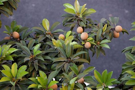 Fruits and Leaves of Sapota Tree Stock Photo - Image of farming, sapota: 210527164