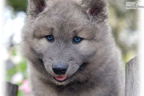 Wolf Puppies For Sale Near Me - PetsWall