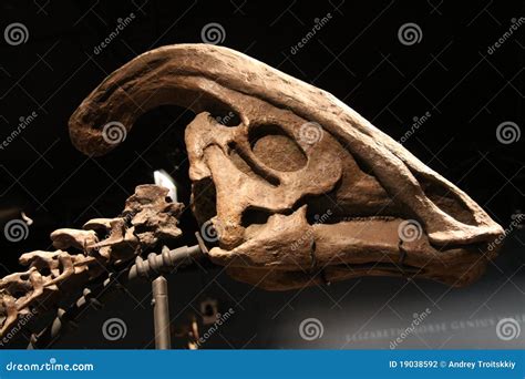 Parasaurolophus Skull Editorial Photography - Image: 19038592