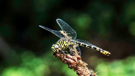 Free stock photo of dragonfly, tiger