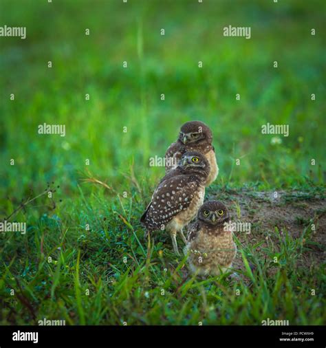 Florida Burrowing Owl Stock Photo - Alamy