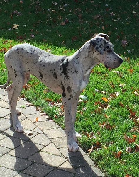 26 Best blue merle great dane images | Merle great danes, Blue merle great dane, Great dane puppy