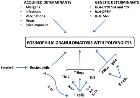 Frontiers | Eosinophilic Granulomatosis with Polyangiitis: An Overview