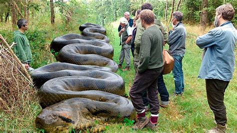 Most Amazing Animals Video | Giant Python Snake attack Car | Big Snake Caught On Camera - YouTube