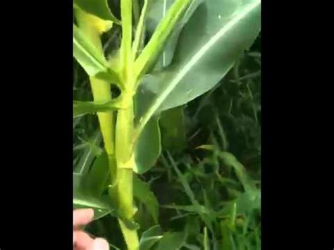 Growing Indian Corn 2011- 1st Update - YouTube