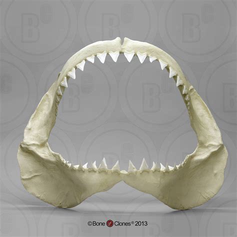 Great White Shark Jaw - Bone Clones - Osteological Reproductions