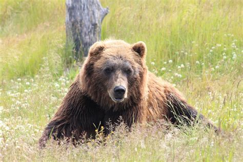 Grizzly Bear Conservation - The Wolf Center