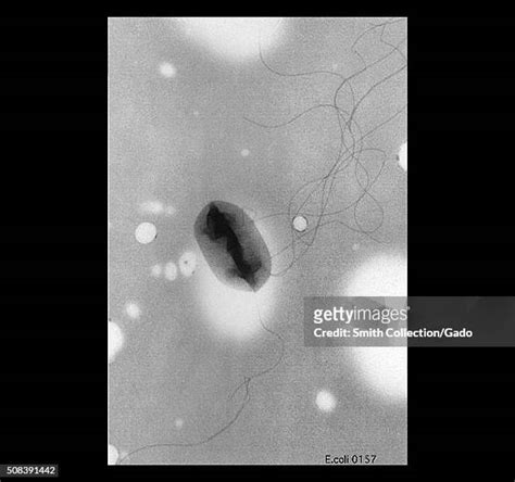 1,728 Cell Flagellum Stock Photos, High-Res Pictures, and Images - Getty Images