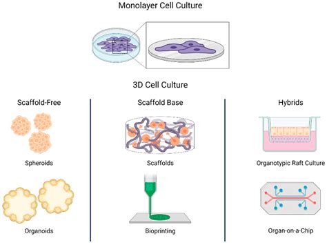 How to create three-dimensional cell culture models – faCellitate