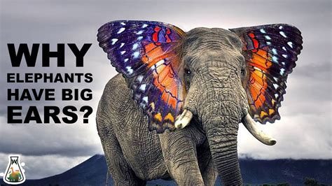 Why Are Elephants Ears So Big – de.mxzim.com