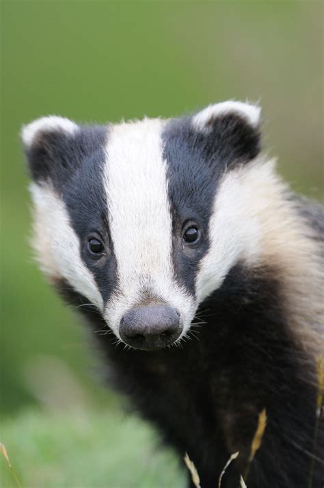 Badger had on | Animals, Woodland animals, Cute animals