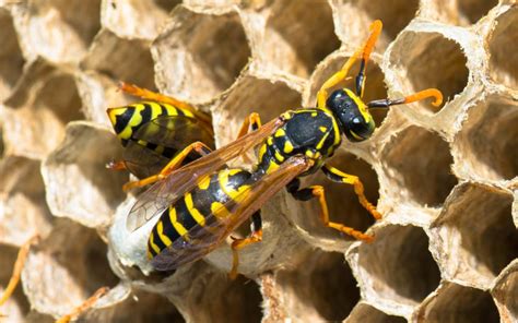 3 Best Wasp Control Methods | ABC Humane Wildlife Control and Prevention