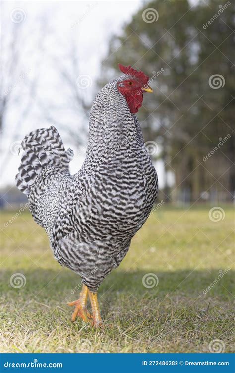 Dominique Breed of Chicken Rooster Walking Stock Photo - Image of carolina, dignity: 272486282