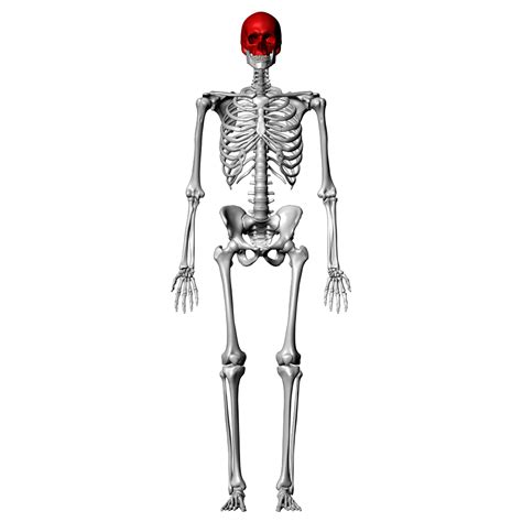 Skull Labeling Quiz