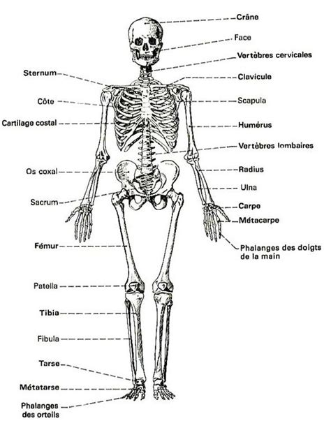 squelette - Recherche Google | Squelette humain, Anatomie squelette, Squelette corps humain