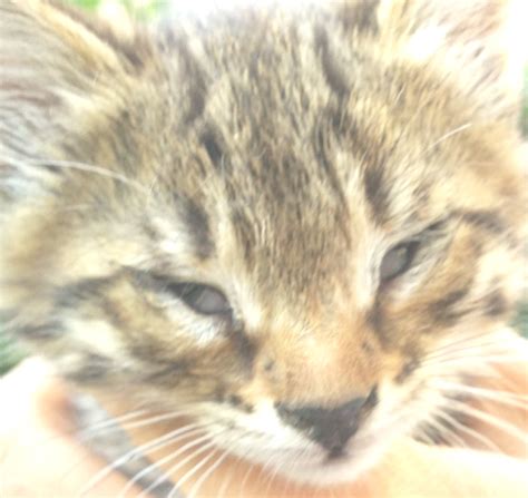 [SOLVED] Cat eye infection ~ Pets ~ AnswerBun.com