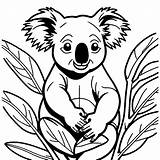 Koala Clinging To Eucalyptus tree coloring Page Lulu Pages sketch template