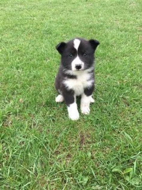 Karelian Bear Dog vs Border Collie - Breed Comparison