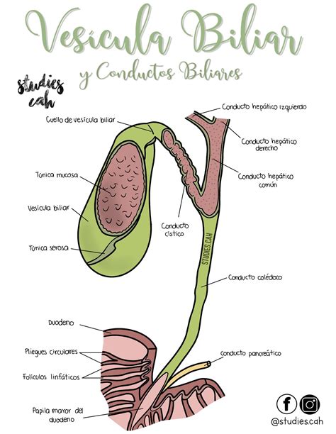 Medicine Notes, Medicine Studies, Family Medicine, Med Student, Student ...