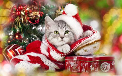 Christmas Cat Wallpapers - Top Free Christmas Cat Backgrounds ...