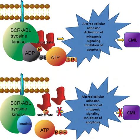 (PDF) BCR-ABL tyrosine kinase inhibitors in the treatment of Philadelphia chromosome positive ...