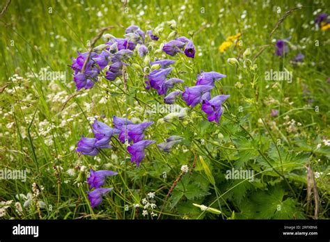 India, Ladakh, Suru Valley, Panikhar, Himalayan Monkshood wild flowers ...