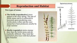 Sphenophyta | PPT