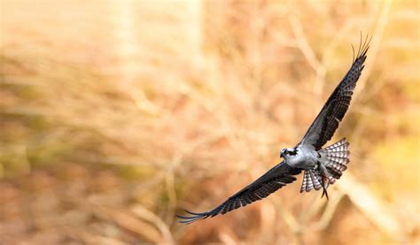 In Awe of the Osprey | Estuary Magazine: For people who care about the Connecticut River