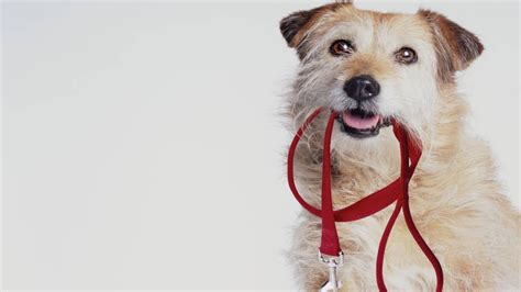 5 ways to train your dog to walk on a leash | RSPCA Pet Insurance