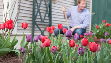 Perennial Tulips – P. Allen Smith