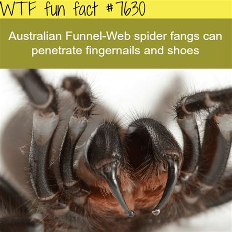 australian funnel web spider wtf fun facts