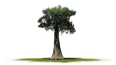 "Kapok Tree" Images – Browse 567 Stock Photos, Vectors, and Video ...