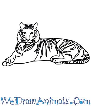 How to Draw a Bengal Tiger