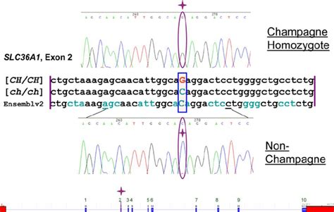 Sequence Alignment and Gene Diagram. Alignment is between homozygous... | Download Scientific ...