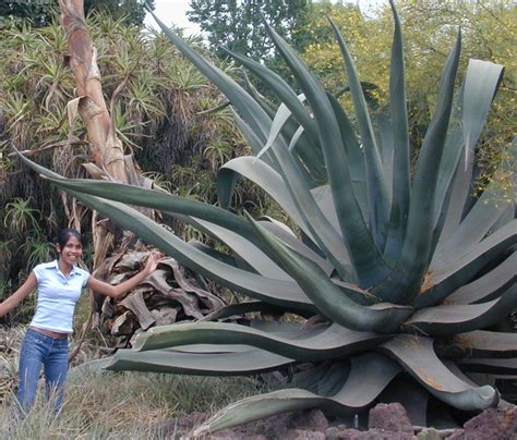 Agave, extra large. | Agave plant, Planting succulents, Succulents