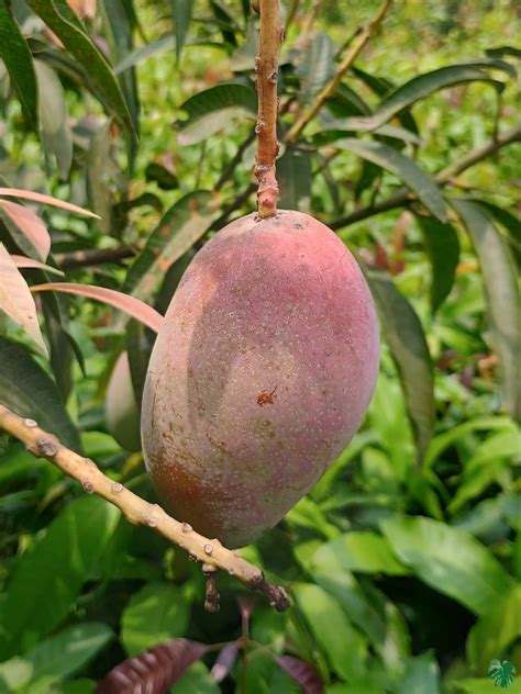 Buy Japanese Miyazaki Mango Plant 'Grafted' Online | Peppyflora®