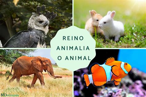 Infografia Del Reino Animal Reino Animal Animales Y Biologia 2 – NBKomputer