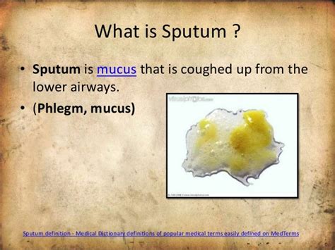 sputum - définition - What is