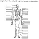 Blank Anatomy Bone Worksheets | Anatomy Worksheets