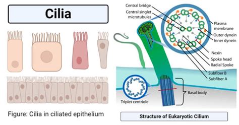 Cilia- Definition, Structure, Formation, Types, Functions, Examples