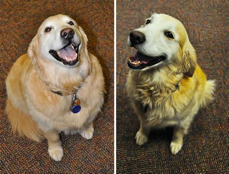 95 Pics Of Dogs Before And After Their Weight Loss Transformations ...