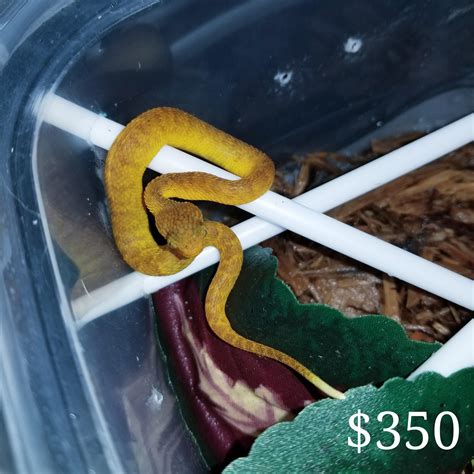 For Sale: Atheris squamigera, or Variable bush viper. These babies are captive bred and captive ...