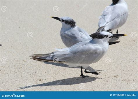 Sandwich tern stock photo. Image of sandwich, beautiful - 197184338