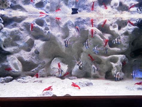 Holey Rock Background | Aquarium Tank Product | Universal Rocks | Rock background, Wall ...