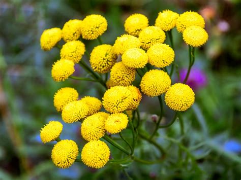 Tansy In Landscaping - How To Keep Tansy From Taking Over The Garden