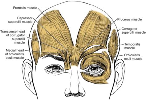 Periorbital Surgery | Plastic Surgery Key