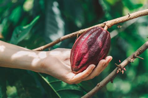 Chocolate Tree : 10 Facts about Cacao Trees | Fact File : Последние твиты от chocolate tree ...