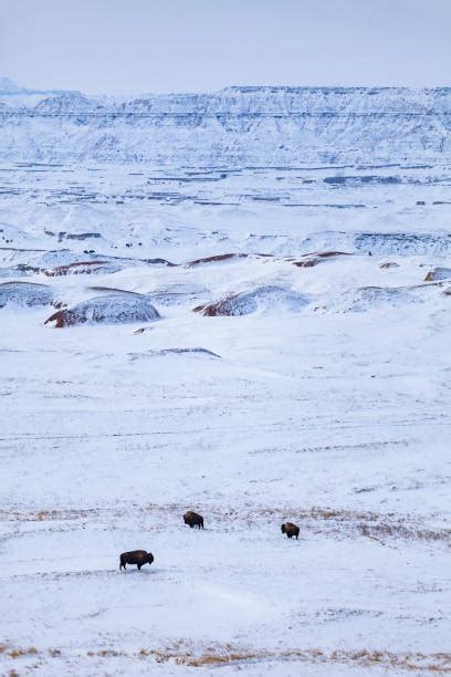 240+ Badlands National Park Winter Stock Photos, Pictures & Royalty ...